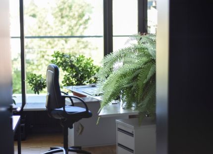 Choosing plants that thrive indoors