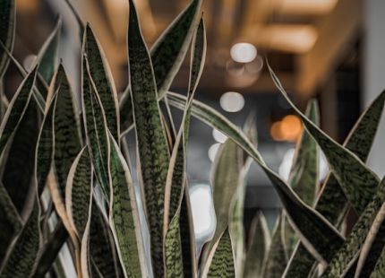 Superplants opens new London showroom