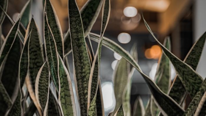Superplants opens new London showroom