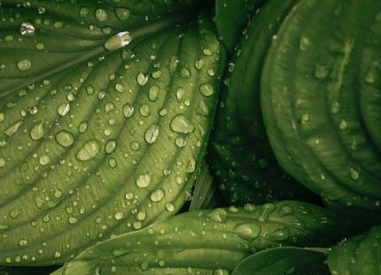 Keeping foliage fresh through winter