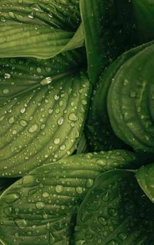 Keeping foliage fresh through winter