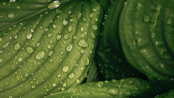 Keeping foliage fresh through winter
