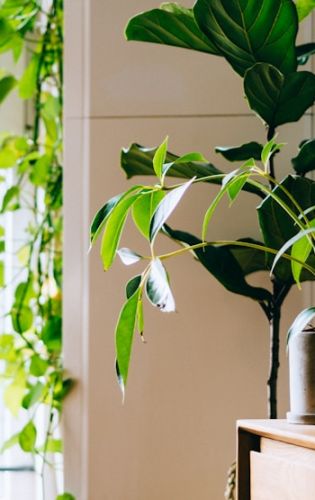 Why artificial foliage fools the eye