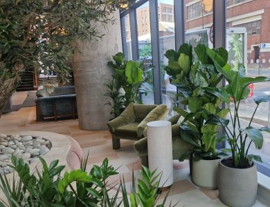 Kibre Ltd Planting Scheme for a Hotel Style Lobby