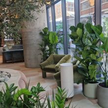 Kibre Ltd Planting Scheme for a Hotel Style Lobby