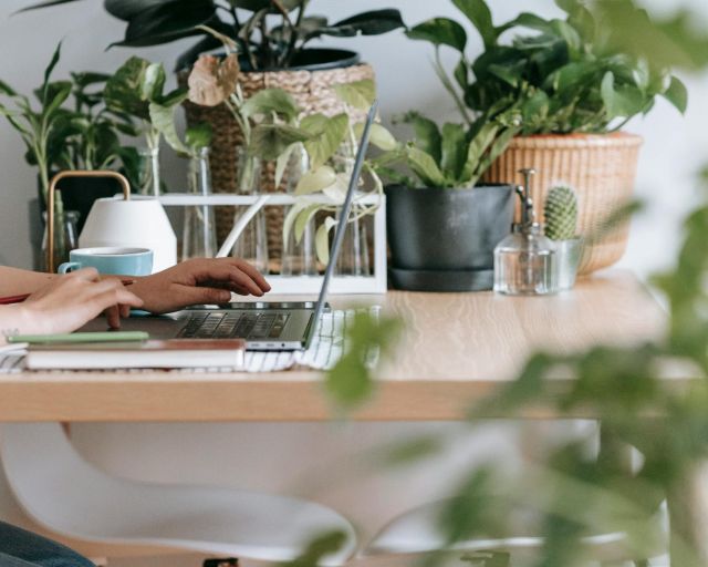 Office & Workplace Plants