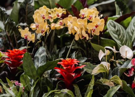 Tropical Planting for Events