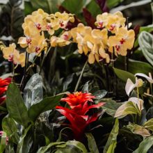 Tropical Planting for Events