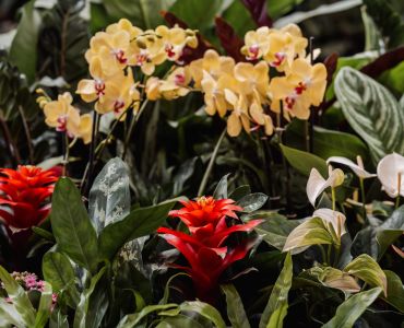 Tropical Planting for Events
